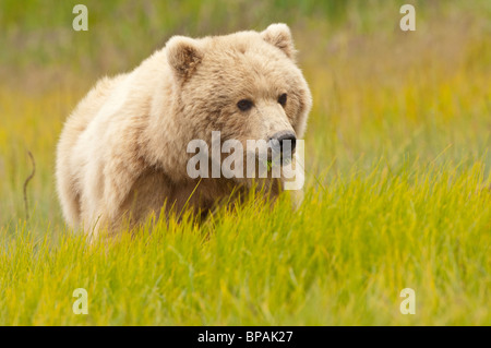 Stock photo of an Alaskan blonde-phase brown bear in a meadow of golden grasses. Stock Photo