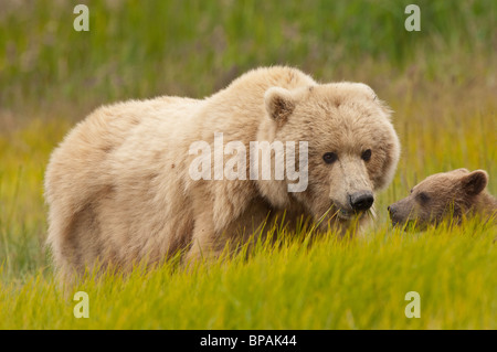 Stock photo of an Alaskan blonde-phase brown bear in a meadow of golden grasses. Stock Photo