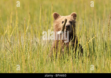 Stock photo of an Alaskan brown bear cub in a sedge meadow. Stock Photo