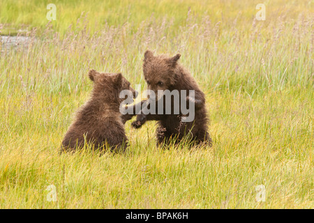 Stock photo of two Alaskan coastal brown bear cubs playing in a meadow. Stock Photo