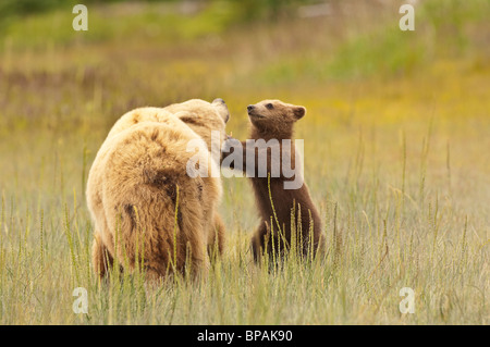 Stock photo of an Alaskan coastal brown bear sow and cub playing in a meadow. Stock Photo