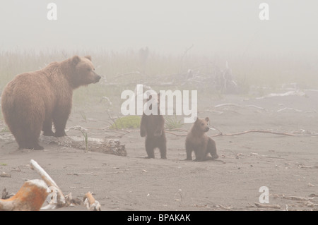 Stock photo of a brown bear sow and two cubs on the beach in the fog, Lake Clark National Park, Alaska. Stock Photo