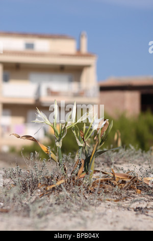 Mallorca Majorca property development near sand dunes flowers at Ses Covetes beach part of the coast at Es Trenc Stock Photo