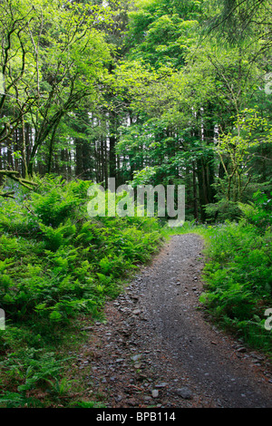 Trail in Galloway Forest Park at Kirroughtree Visitor Centre near Newton Stewart in Scotland. Stock Photo