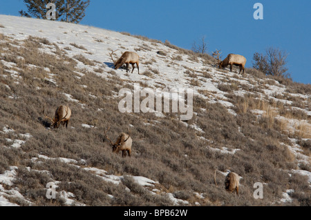 USA, Wyoming. Yellowstone National Park. Wild bull elk (Cervus elaphus) aka wapiti. Stock Photo