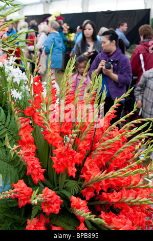 Gladioli flowers on display at Shrewsbury Flower Show 2010, Shropshire, UK Stock Photo