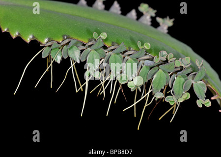 Mother of Thousands: Kalanchoe daigremontiana. Also known as: Mexican Hat Plant, Devil's Backbone, Alligator Plant Stock Photo