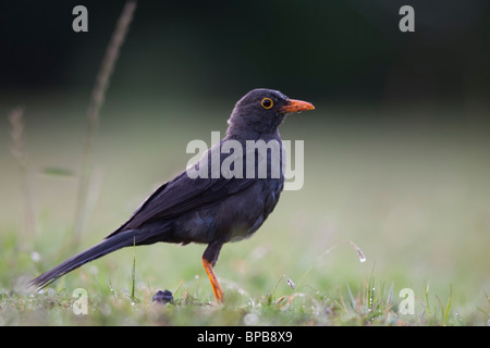 Great Thrush (Turdus fuscater quindio), male. Stock Photo