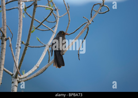 Great Thrush (Turdus fuscater quindio), male. Stock Photo