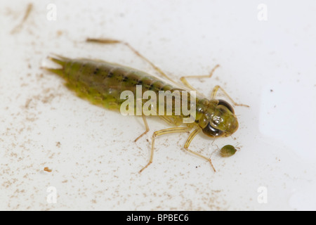 Emperor Dragonfly Larva; Anax imperator Stock Photo