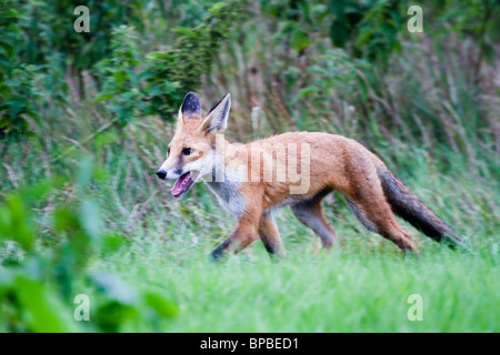 Fox Cub; Vulpes vulpes; male Stock Photo