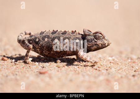 Namaqua chameleon, Chamaeleo namaquensis, Namib desert, Namibia, Africa Stock Photo