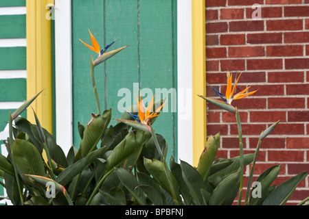 Bird of Paradise or Strelitzia reginae a exotic fllower pictures images photos large high resolution close up horizontal in USA US hi-res Stock Photo