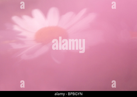 Daisy photographed through pink flowers Stock Photo