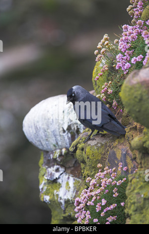 Eurasian Jackdaw Corvus monedula perched on cliff ledge at Fowlsheugh RSPB nature reserve, Kincardineshire in June. Stock Photo