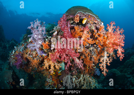 A diverse community of soft corals and ascidians growing on a hard coral bommie, Misool, West Papua, Indonesia.