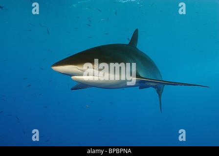 Silky shark swimming off Daedalus Reef, Red Sea, off coast of Egypt Stock Photo
