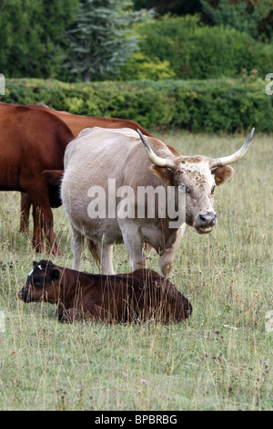 Long horn cow and calf grazing in Streatley Stock Photo