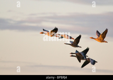 Flock of Greylag Geese in flight Stock Photo