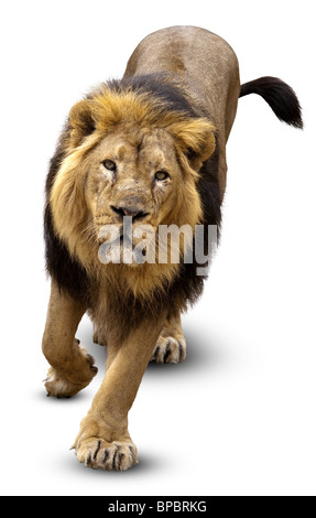 The Lion (Panthera leo) in front of white background, isolated. Stock Photo