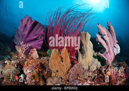 A colorful community of elephant ear sponges, sea whips and sea fans, Misool, West Papua, Indonesia. Stock Photo