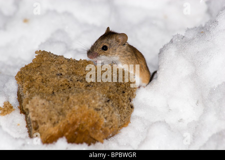 The wild field mouse (Apodemus agrarius) in city park. Stock Photo