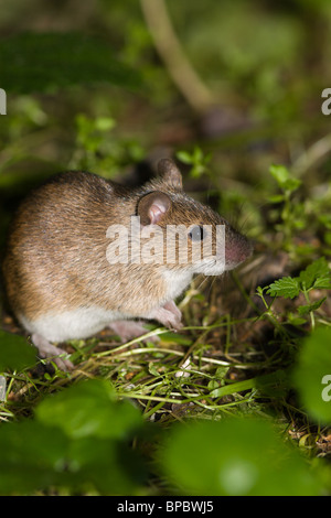 The wild field mouse (Apodemus agrarius) in city park. Stock Photo