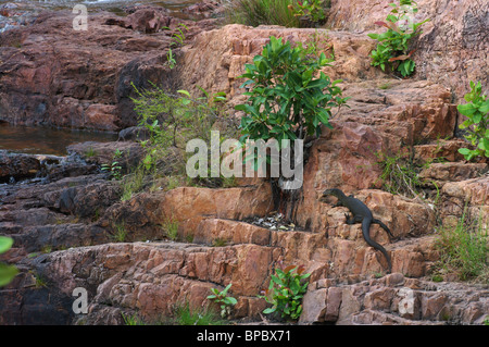 A Merten's Water Monitor lizard (Varanus mertensi) basking on rocks at Litchfield National Park, Northern Territory, Australia. Stock Photo