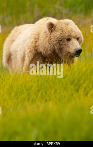 Stock photo of an Alaskan blonde-phase brown bear in a meadow of golden grasses. Stock Photo