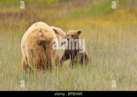 Stock photo of an Alaskan coastal brown bear sow and cub playing in a meadow. Stock Photo
