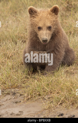 Stock photo of an Alaskan brown bear cub sitting in short grasses, Lake Clark National Park, Alaska. Stock Photo