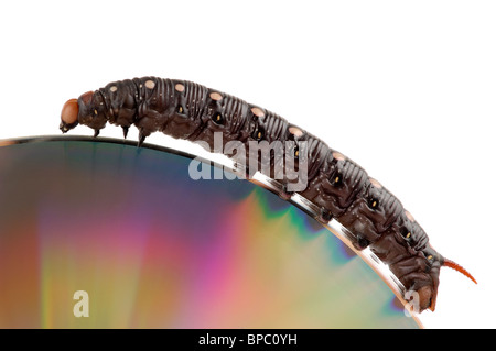 Big black caterpillar climbing by the edge of a compact disk isolated macro on white background Stock Photo