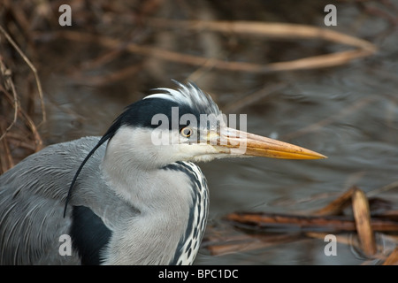 a solitary heron hunting for fish among the dead reeds Stock Photo