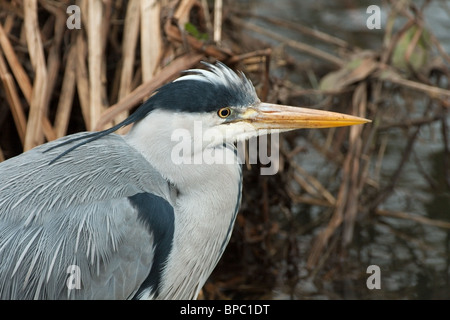 a solitary heron hunting for fish among the dead reeds Stock Photo