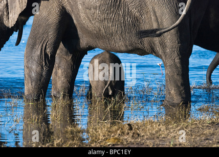 Elephant (Loxodonta africana) - herd protecting new-born elephant calf in river - Chobe National Park, Botswana, Southern Africa Stock Photo