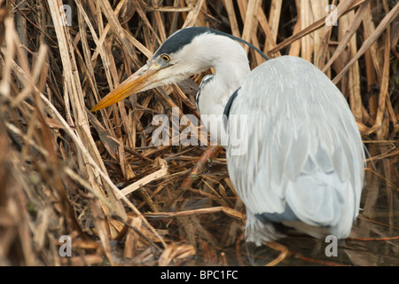 a solitary heron hunting for fish among the dead reeds Stock Photo