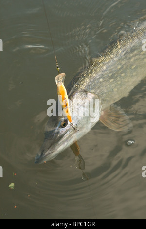 A freshwater pike caught on a fishing lure Stock Photo