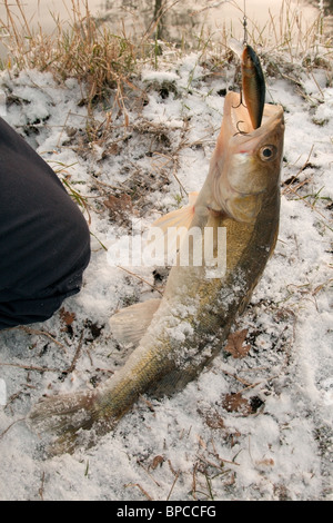 A freshwater zander caught on a crankbait and ready for unhooking in freezing conditions Stock Photo