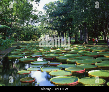 Giant Victoria Amazonica lilies, Sir Seewoosagur Botanical Gardens, Pamplemousses District, Republic of Mauritius Stock Photo