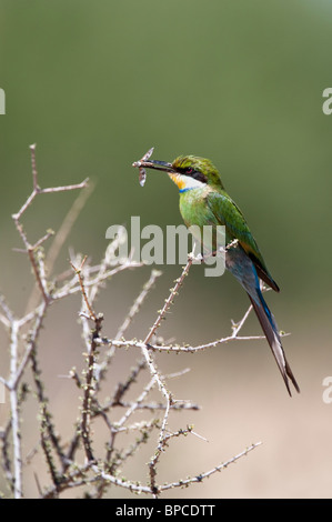 Swallowtailed beeeater, Merops hirundineus, with insect, Kgalagadi Transfrontier Park, South Africa Stock Photo