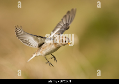 SNOW BUNTING - Plectrophenax Nivalis in flight Stock Photo