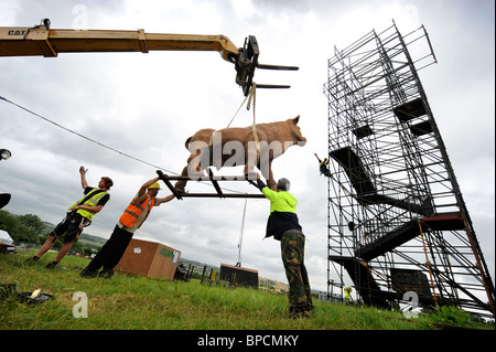 Event preperations including hoisting in a model bull at the Glastonbury Festival site Pilton UK Stock Photo