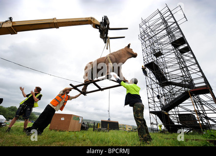 Event preparations including hoisting in a model bull at the Glastonbury Festival site Pilton UK Stock Photo