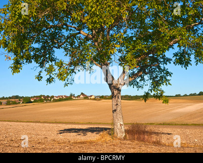 Walnut tree in middle of ploughed farmland - France. Stock Photo