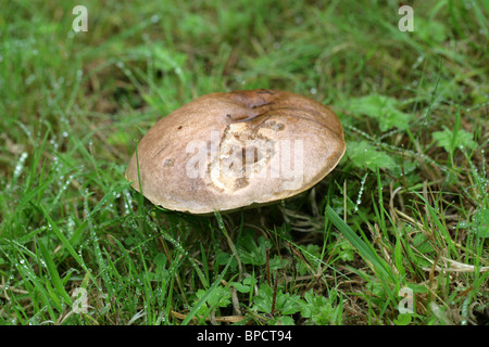 Brown Birch Bolete, Leccinum scabrum, Boletaceae.  A Common Fungus Found Near Birch Trees. Stock Photo