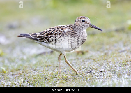 Pectoral Sandpiper Walking on the Ground Stock Photo
