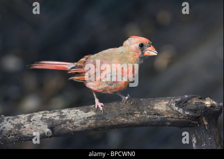 Molting Adult Male Northern Cardinal Perched on a Branch Stock Photo