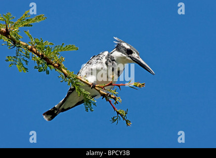 pied kingfisher (Ceryle rudis) single adult perched on branch, Lake Naivasha, Kenya, East Africa Stock Photo