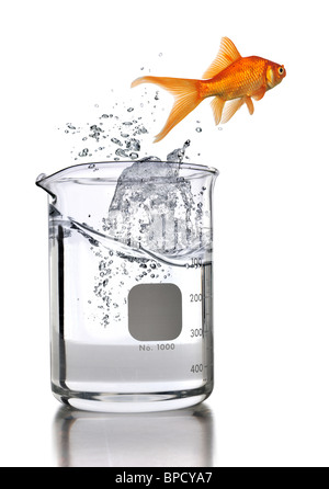 Gold fish jumping out of laboratory beaker isolated over white background Stock Photo