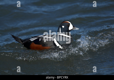 Adult Male Harlequin Duck in Breeding Plumage Stock Photo